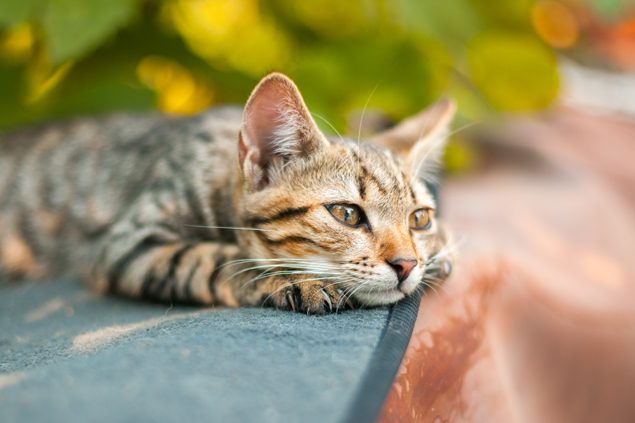 Gelenkschmerzen bei Katzen