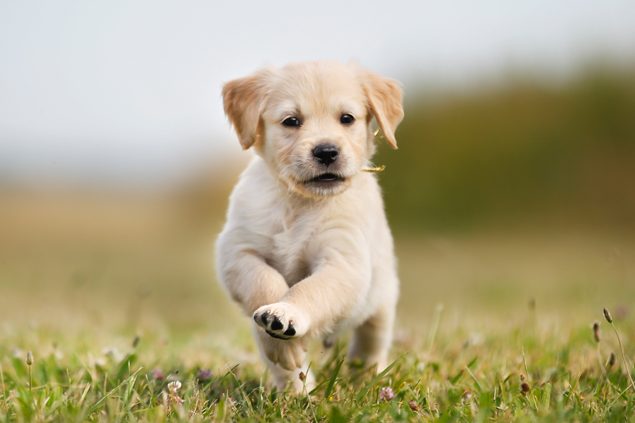 Canosan für Hunde und Katzen