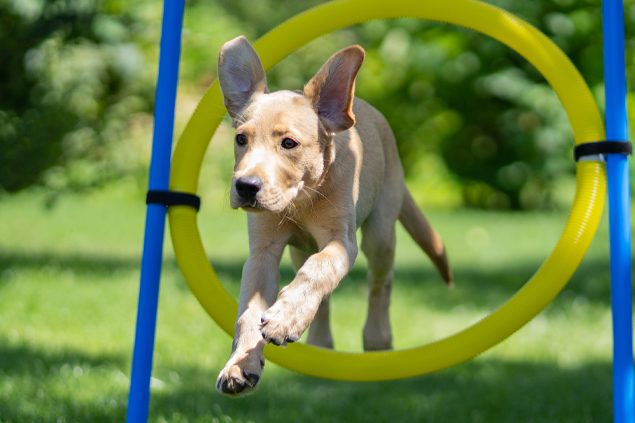 Canosan für Hunde und Katzen