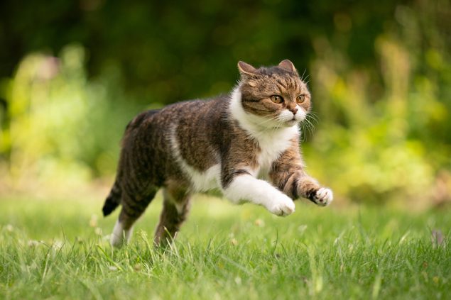 Canosan für Hunde und Katzen