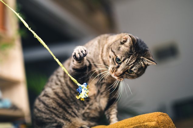 Spielen mit Hund und Katze