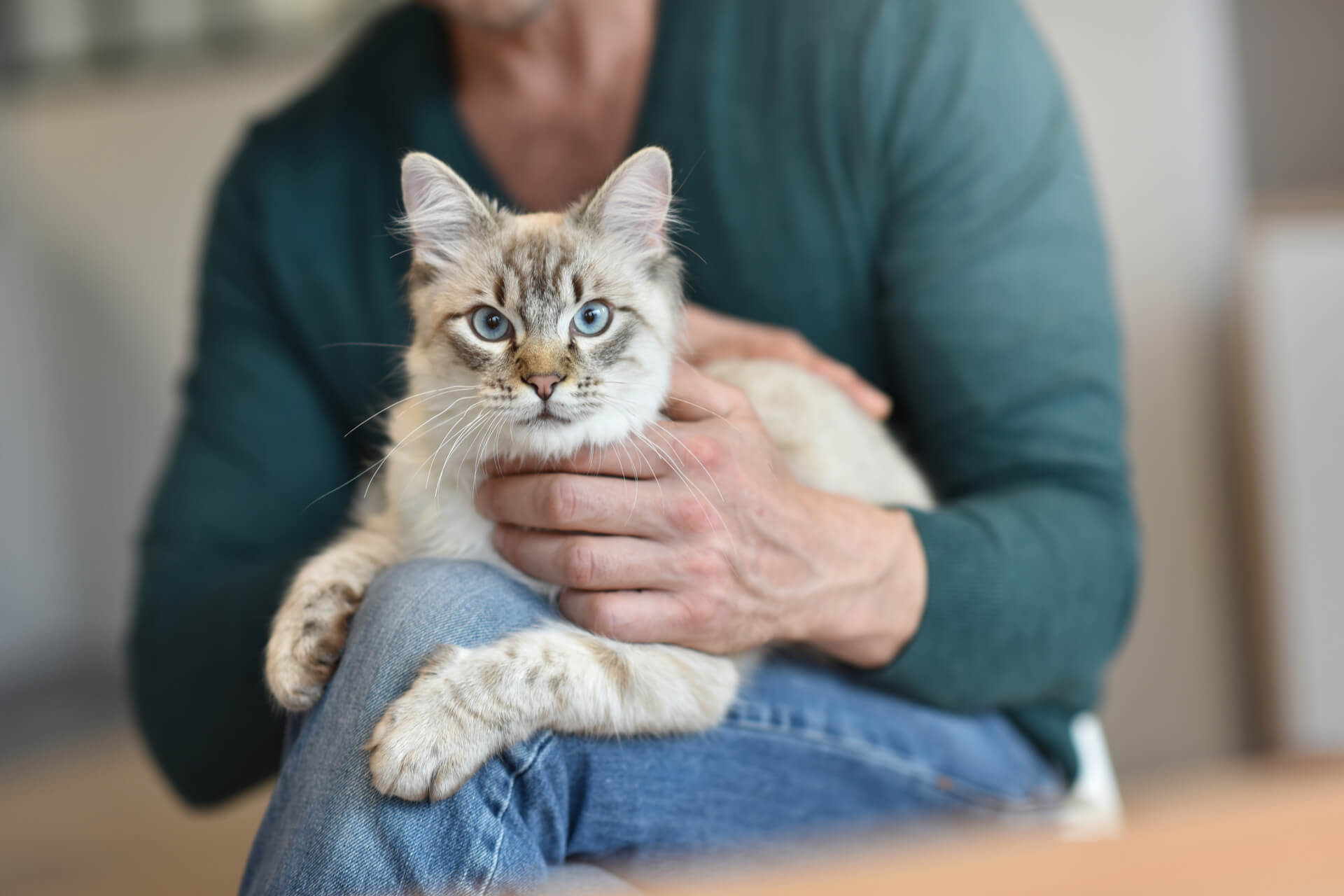 Die beste Beschäftigung für Katze und Besitzer Tipps und Tricks