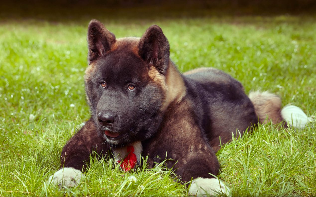Pubertät beim Hund: hier erfahrt ihr alles zu dieser besonderen Zeit!