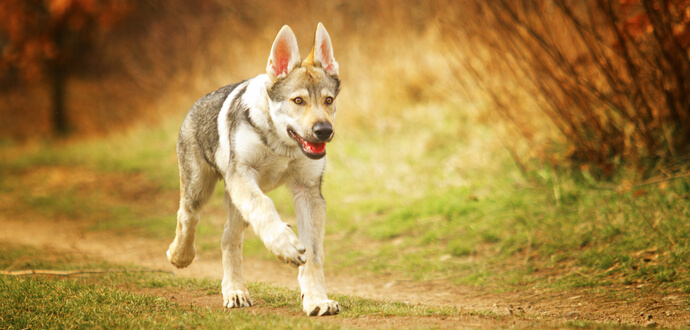 Pubertät beim Hund: hier erfahrt ihr alles zu dieser besonderen Zeit!