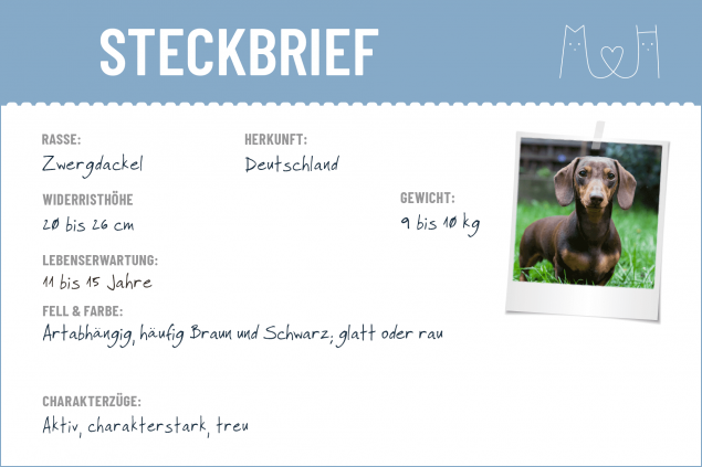 Steckbrief mit Infos zum Zwegdackel