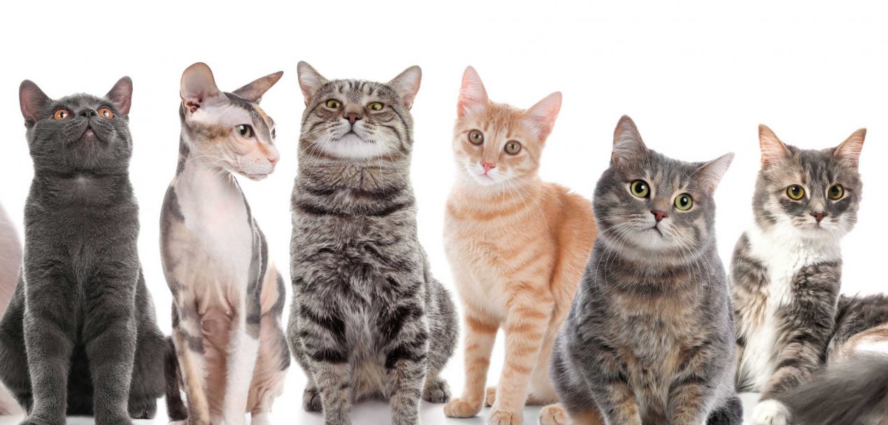 Welche Katze Passt Zu Mir Test Welche Katze passt zu mir? - So findet ihr den idealen Begleiter