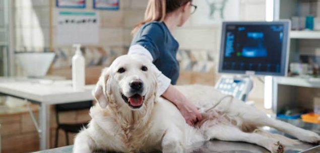 Berufe mit Tieren Tierarzt