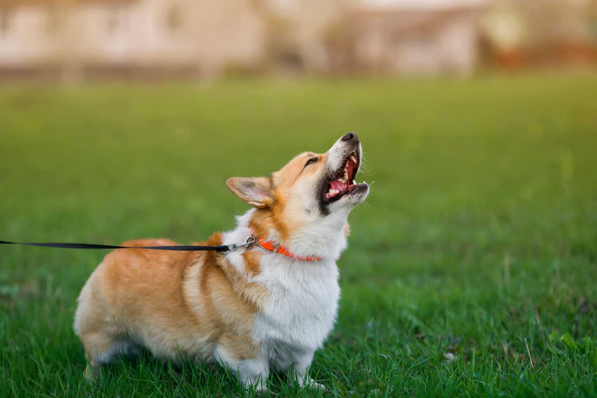 Verbesserung tragbar Nebu hund das bellen an der tür abgewöhnen kleine