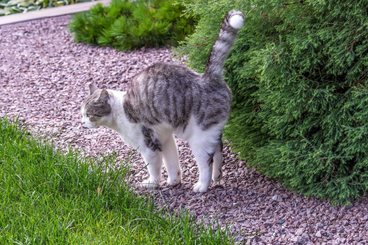 Wie Riecht Es Wenn Kater Markiert