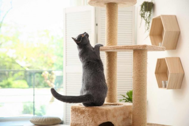 BKH kratz am Kratzbaum