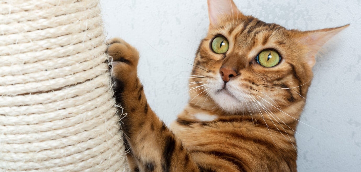 Bengal kratzt am Kratzbaum