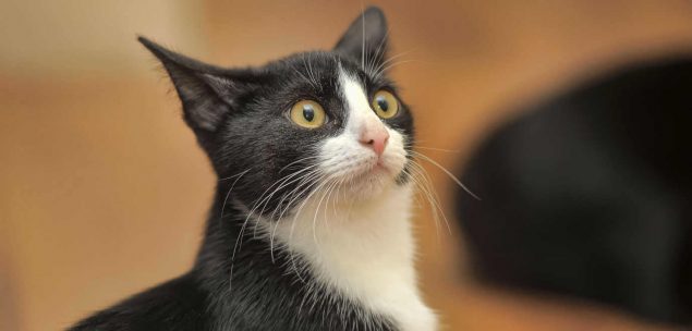 Katze nach Baldrian Nutzung