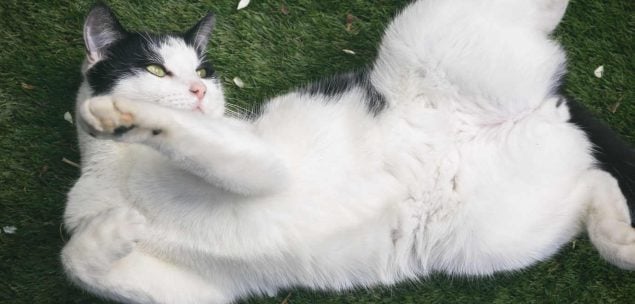 Katze rollt sich in Baldrian