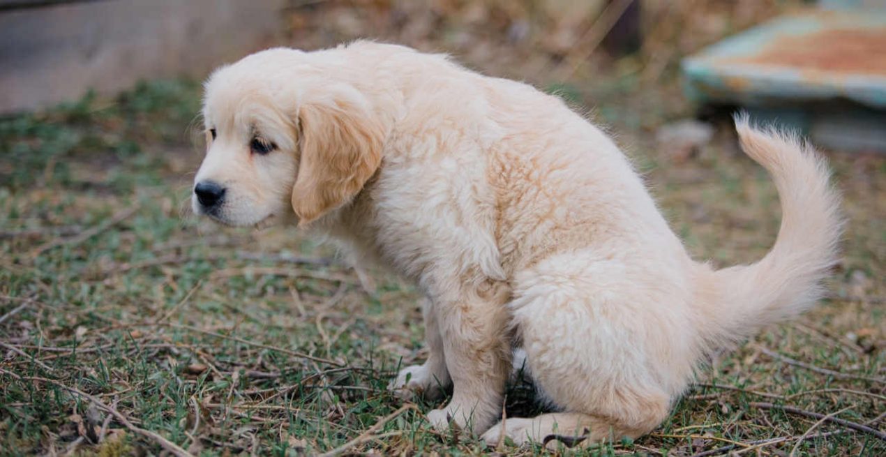 Erwachsenen Hund Stubenrein Bekommen Martin Rütter Den Hund stubenrein bekommen - So geht ihr richtig vor