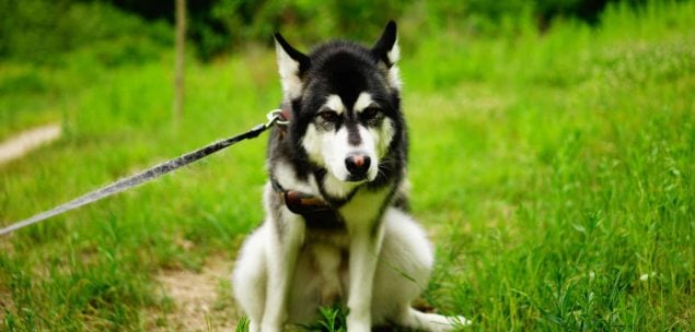 Husky hat verstopfung