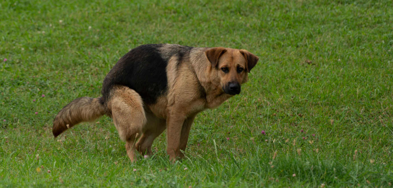 Der Hund hat - Verstopfung lösen und vorbeugen