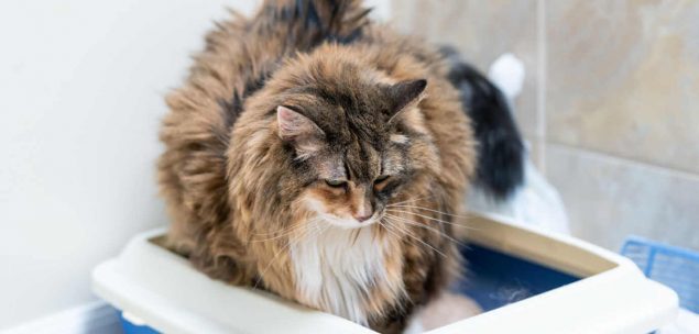 Katze blut im Stuhl: Katze kotet