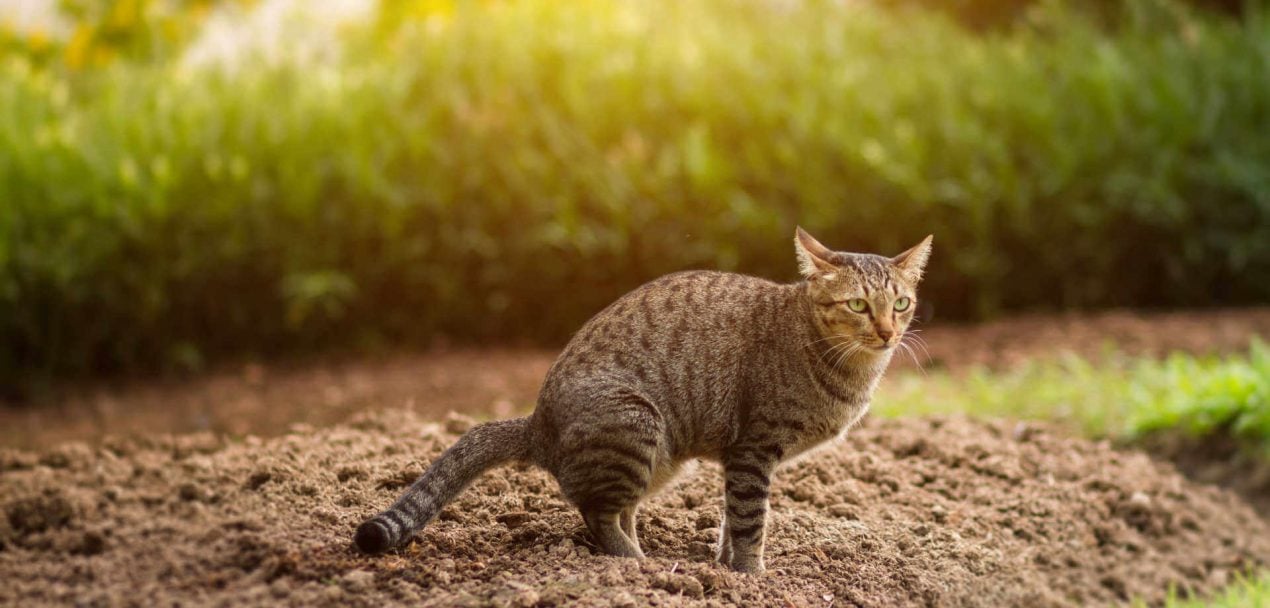 Die Katze hat Blut im Stuhl Blut im Katzenkot erkennen und wie zu handeln ist