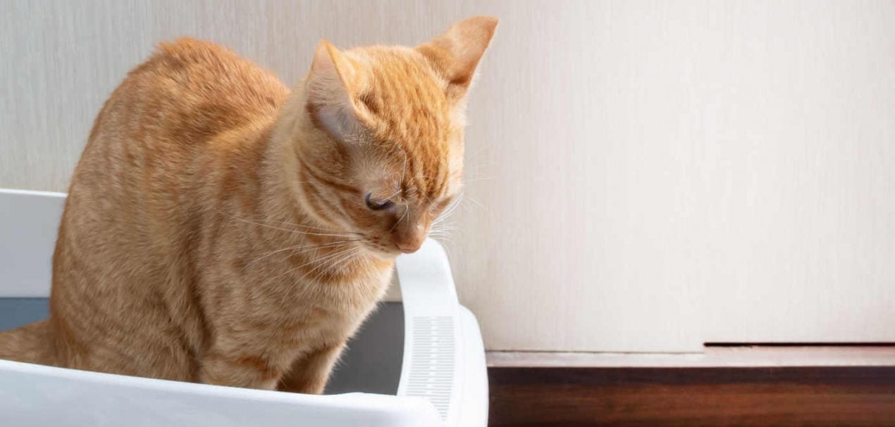 Die Katze hat Blut im Stuhl Blut im Katzenkot erkennen und wie zu handeln ist