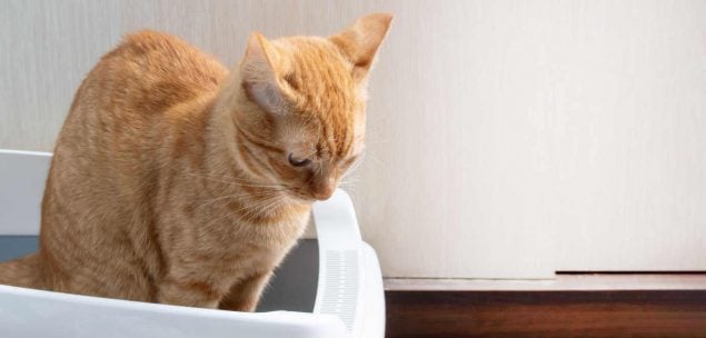 Katze blut im Stuhl: Orangene Katze kotet