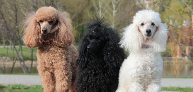 Drei Kleinpudel in verschiedenen Farben