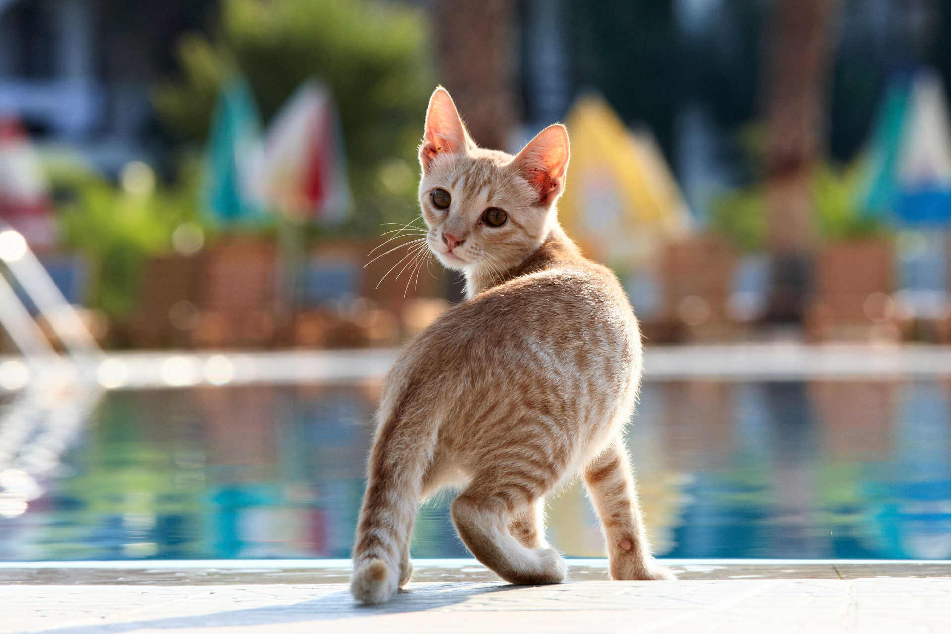 Können Katzen Schwimmen? Oder sind sie wirklich wasserscheu?