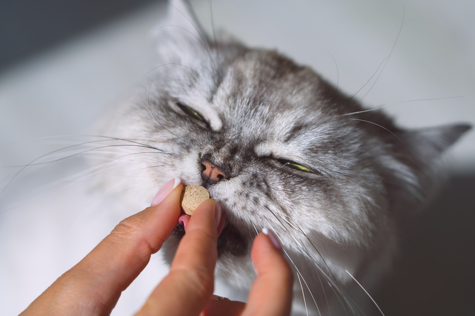 Dr. Ann's Medpets