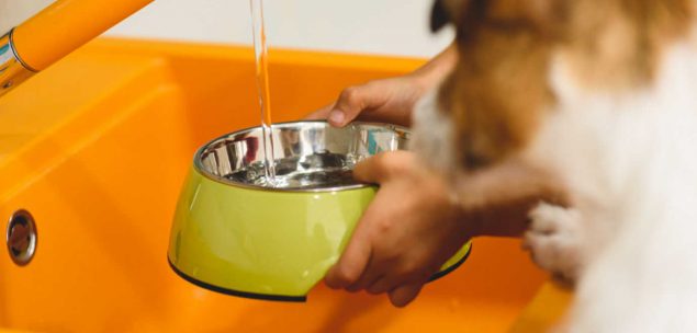 Hund trinkt nicht aus dem Napf