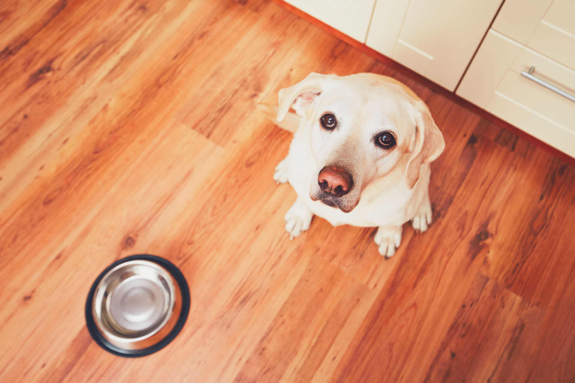 Labrador Hund trinkt nicht