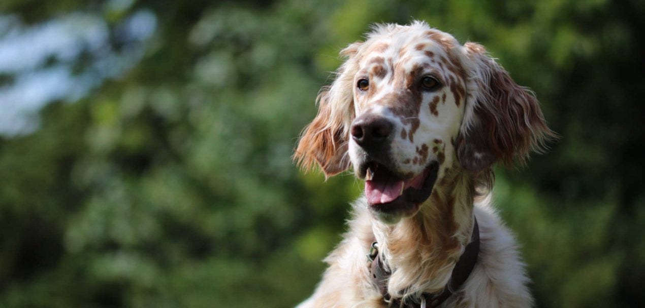English Setter der beliebte englische Jagdhund im Portrait