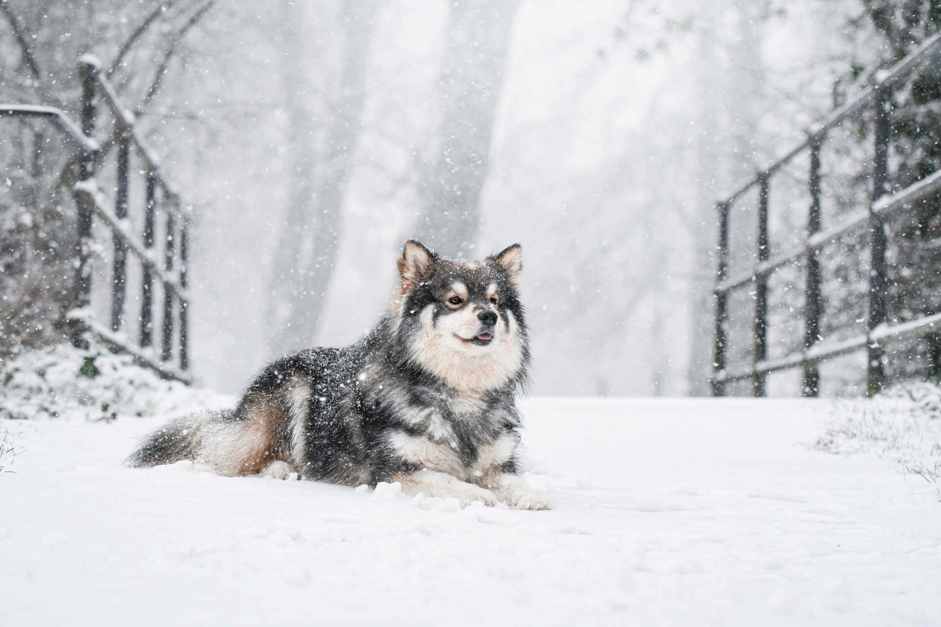 finnischer Lapphund im Schnee