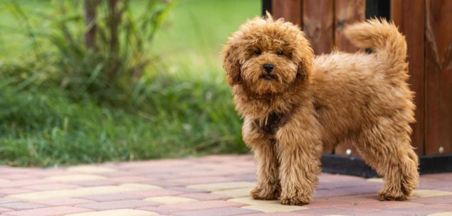 Maltipoo im Garten, ein hervorragender Hund für Anfänger