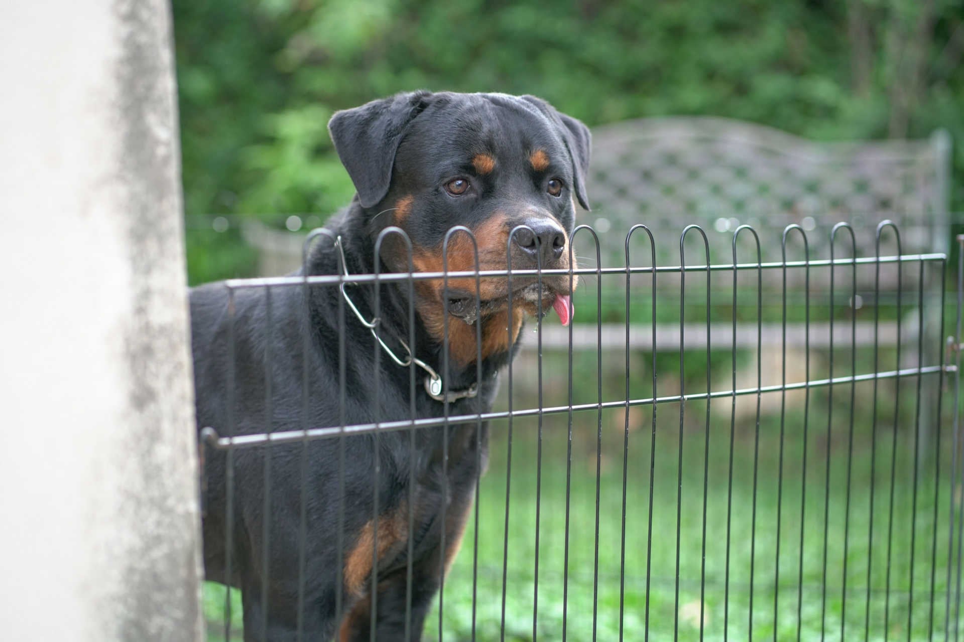 Rottweiler Wachhund steht vor einem Zaun