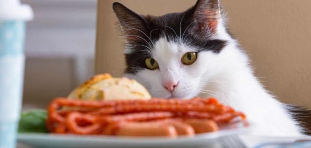 Katze schaut auf einen Teller mit Wurst