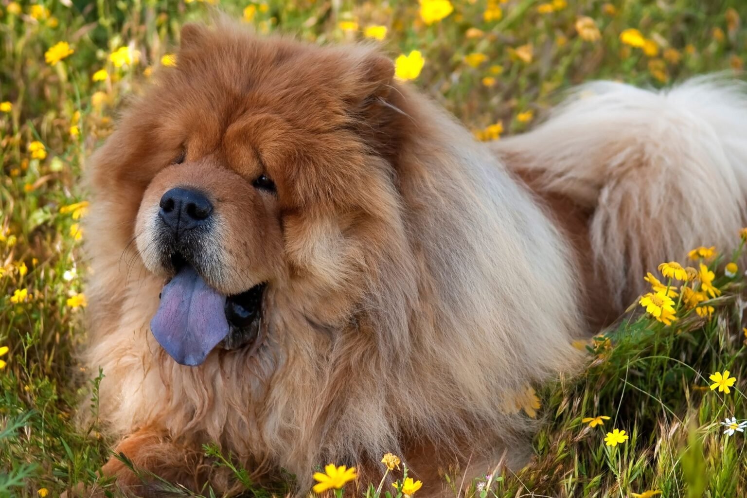 Chow Chow Steckbrief | Charakter, Pflege & Haltung