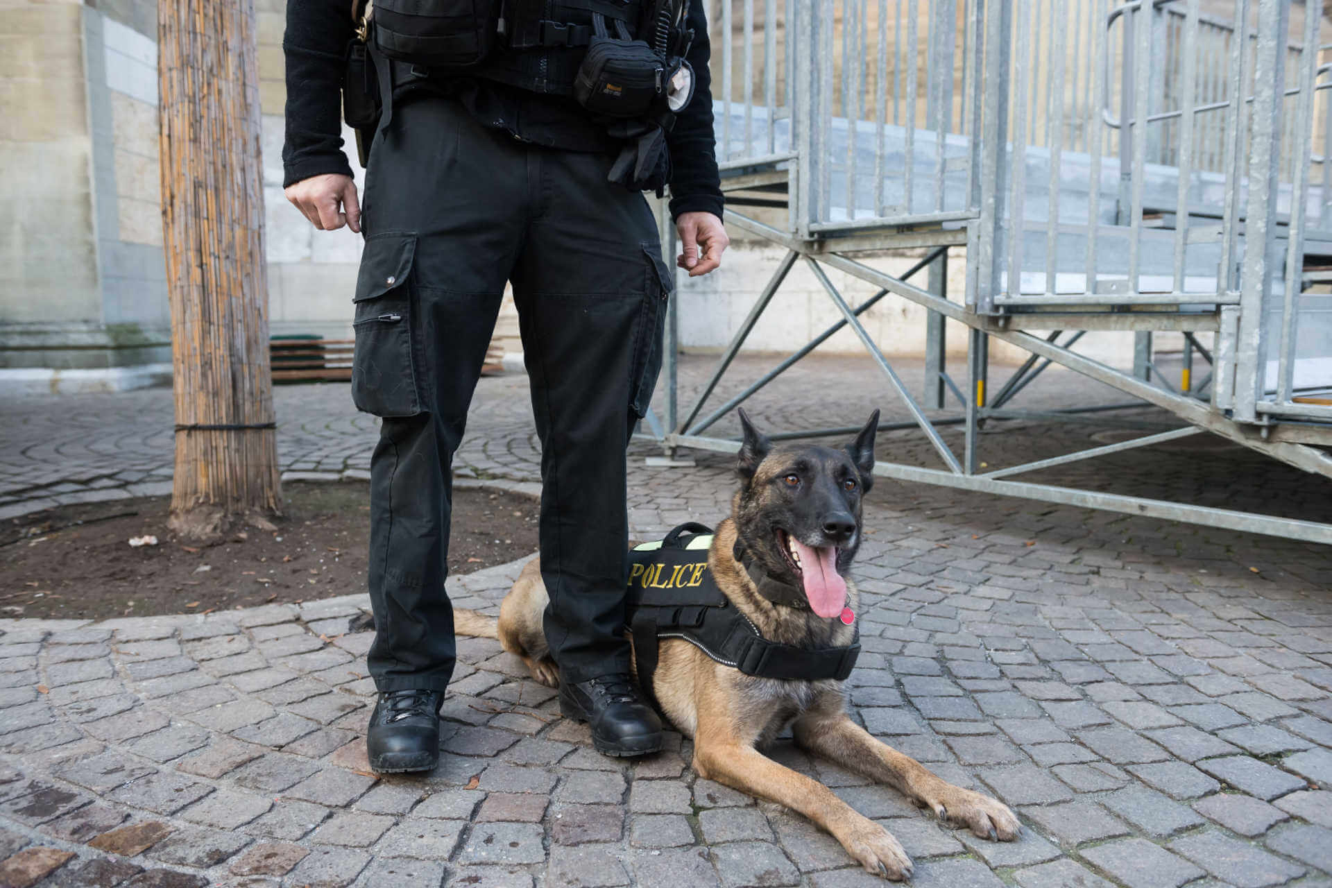 Polizeihund Seine Aufgaben und welche Rassen es werden können