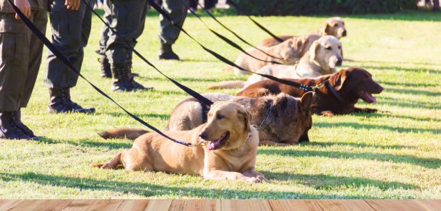 Polizeihunde verschiedener Rassen