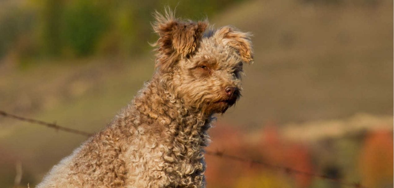 Pumi ein aktiver Ungar im Profil Hundesteckbrief