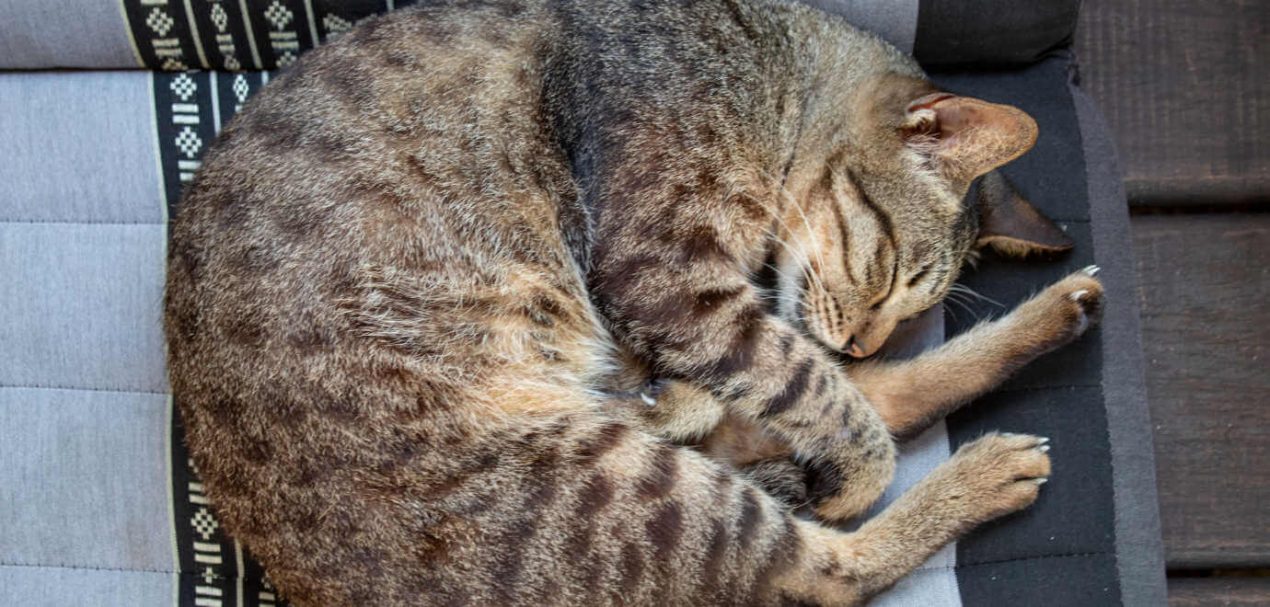 Wie lange schlafen Katzen? Alles über den Schlaf eurer Samtpfote
