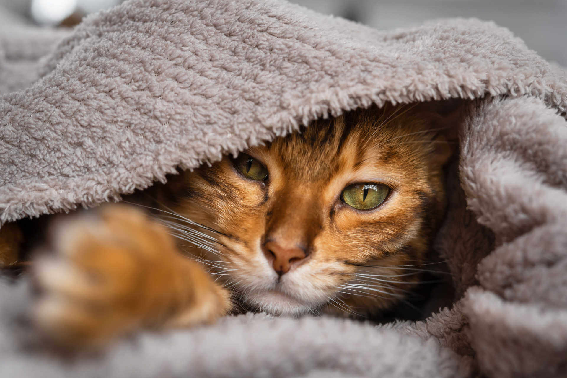 Wie lange schlafen Katzen? Alles über den Schlaf eurer Samtpfote