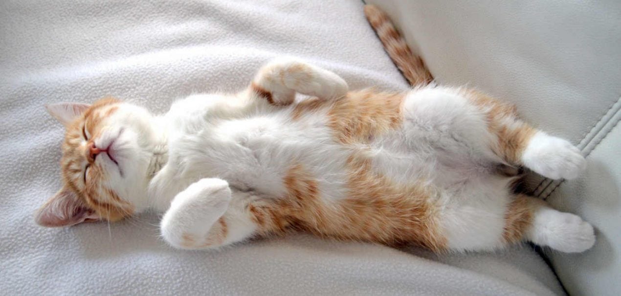 Wie lange schlafen Katzen? Alles über den Schlaf eurer Samtpfote