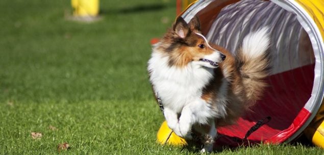 Hund rennt durch Tunnel beim Agility
