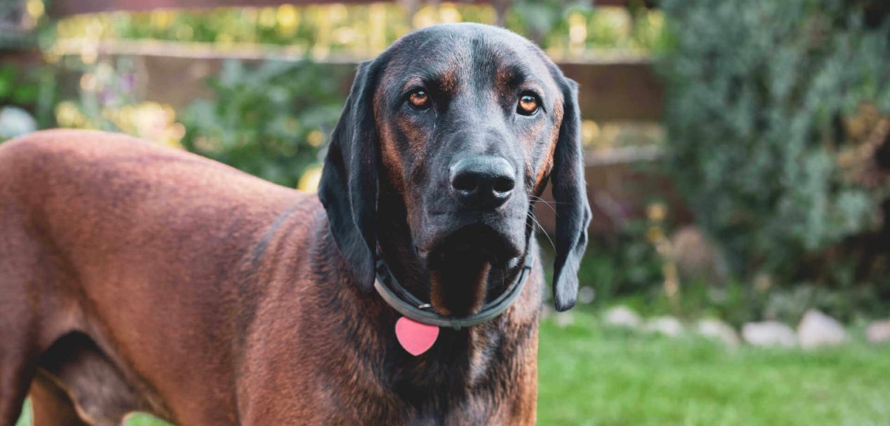 Bayerischer Gebirgsschwei hund Ein Treuer Und Zuverl ssiger J ger