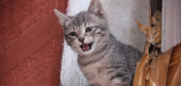 Kätzchen miaut viel