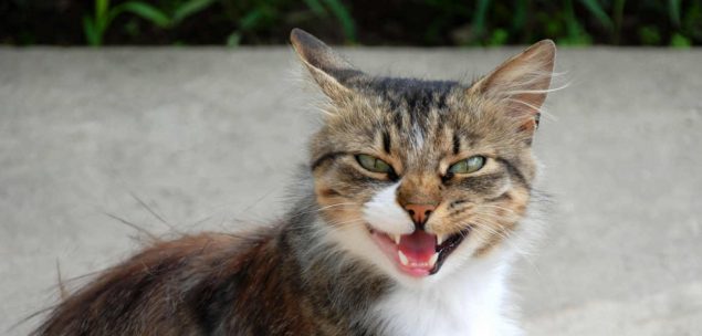 Alte Katze miaut viel