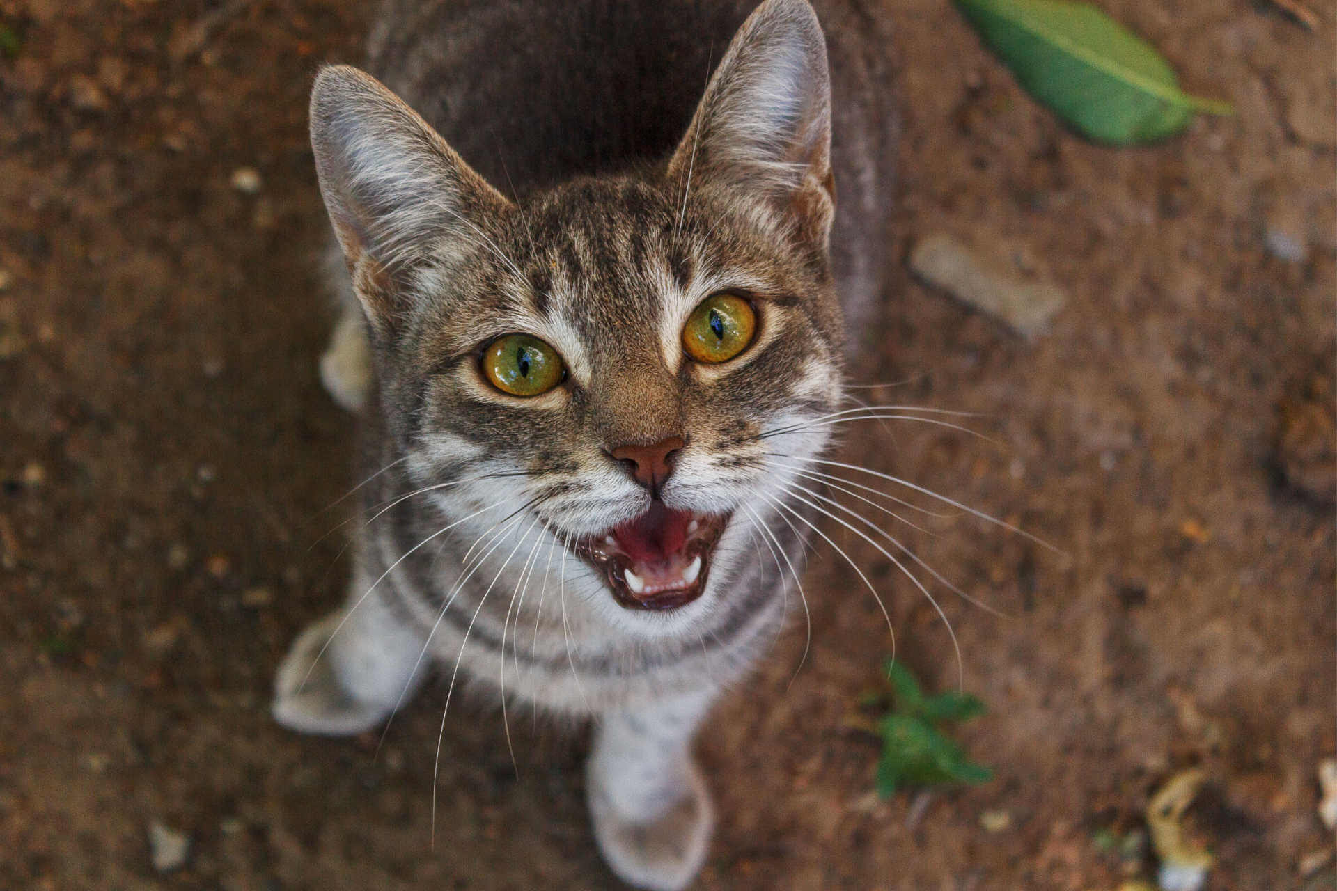 Katze miaut viel Gründe und Tipps zum Umgang meinhaustier.de