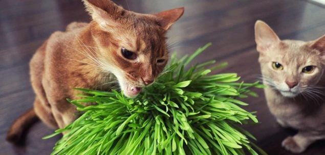 Abessinier Katze knabbert an Katzengras