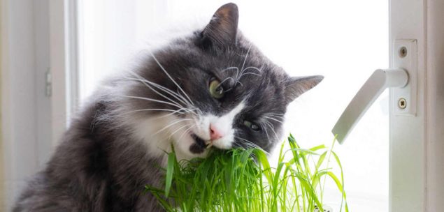 Katze frisst Katzengras