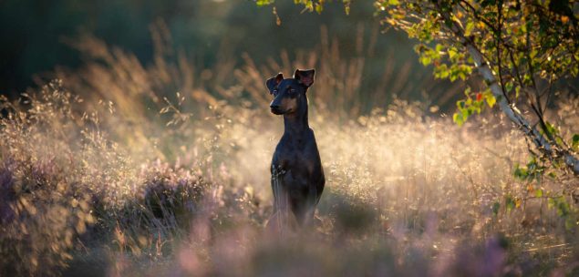 Manchester Terrier im Wald