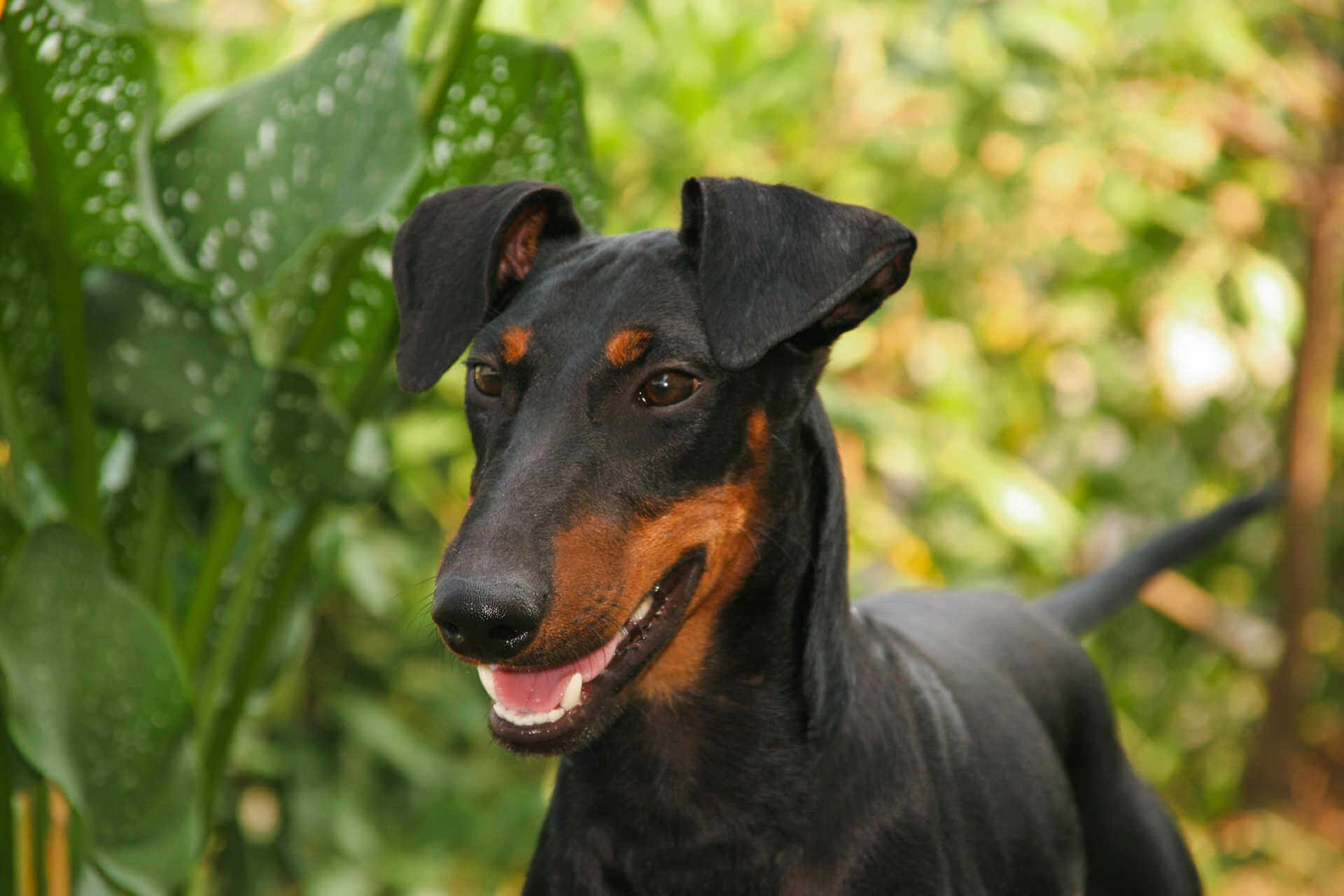 Nahaufnahme eines Manchester Terriers